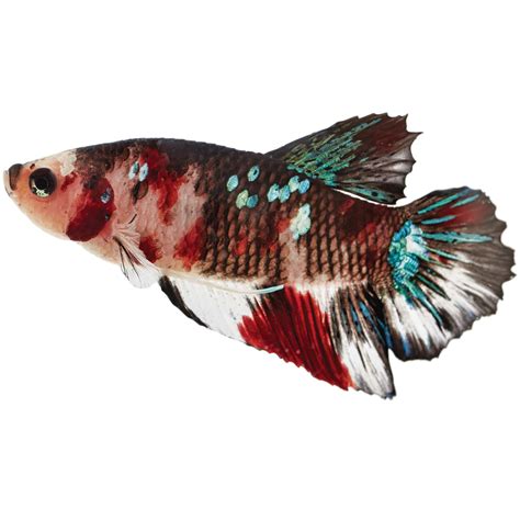 beta fish petco|Does Petco Have Betta Fish: Your Guide to Selection and Care .